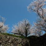 九州櫻花