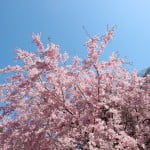 九州櫻花