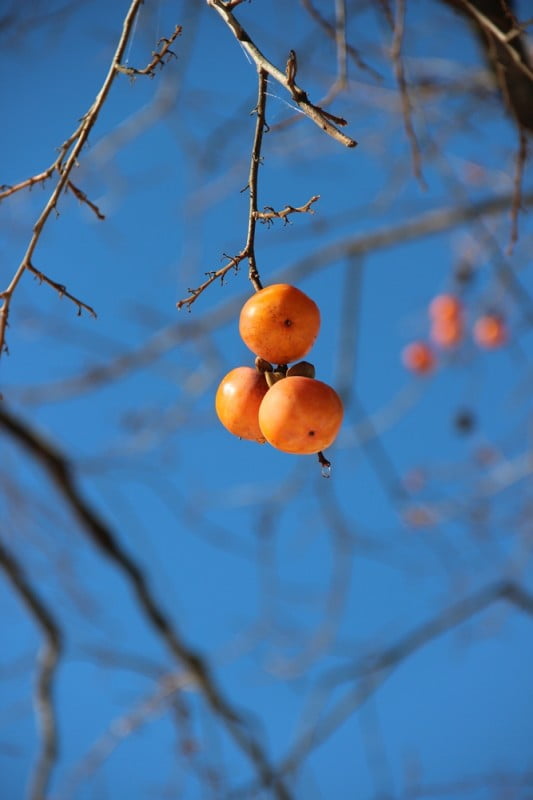 白川鄉Shiragawa-go