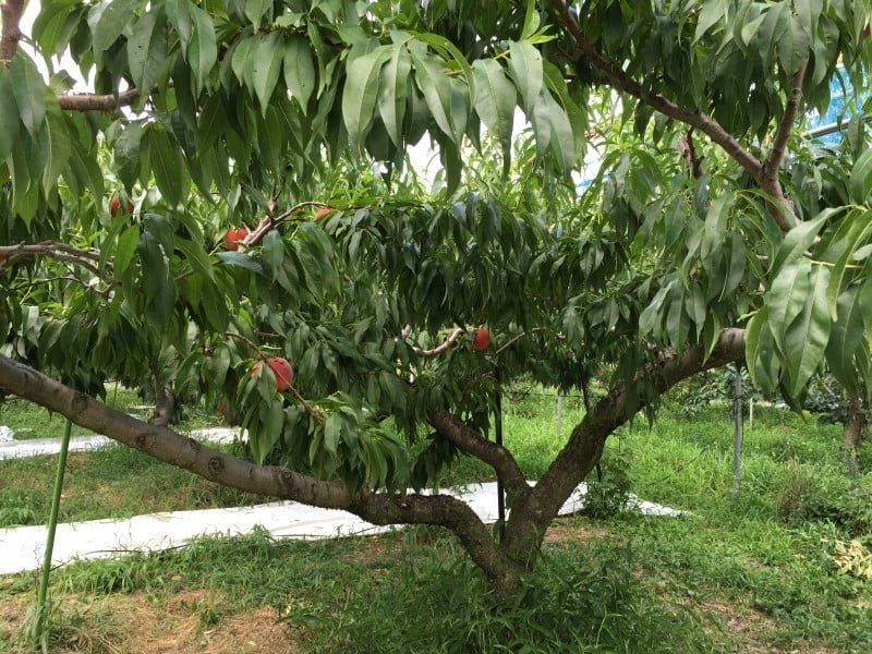 桃樹不是很高