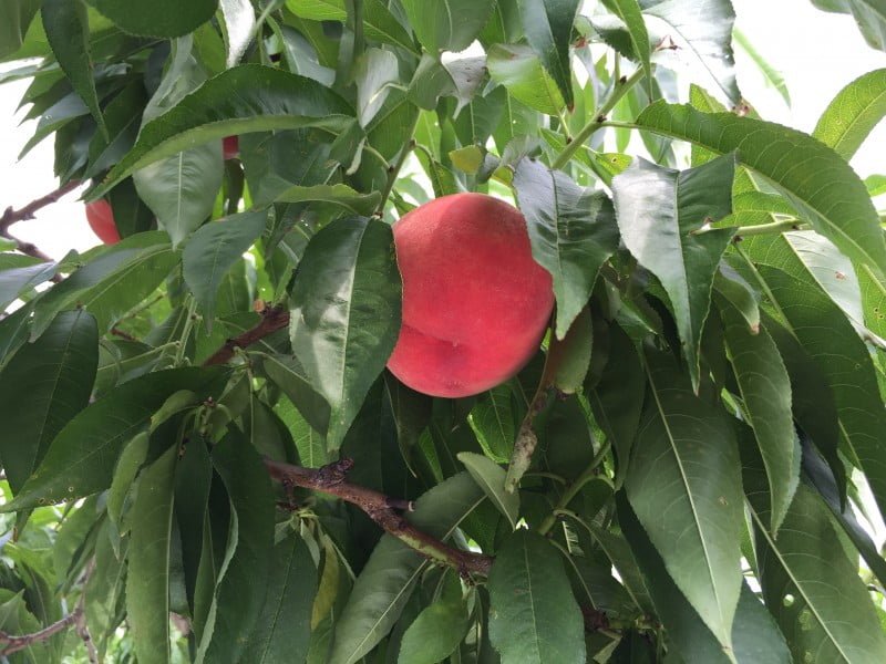 一個個紅桃掛在樹上