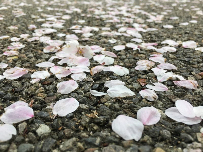 金沢城山公園的櫻花