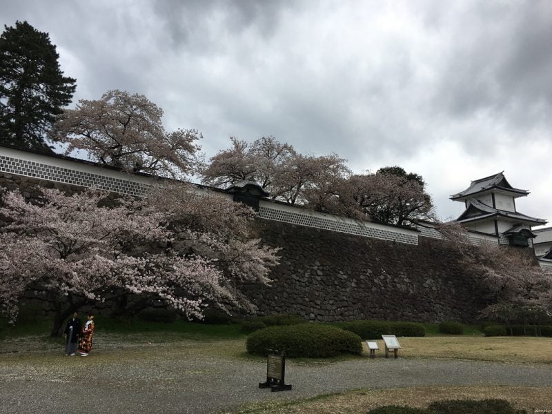 金沢城山公園的櫻花